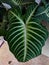 Caladium lindeniiÂ is a species ofÂ flowering plantÂ in the familyÂ Araceae, Green Leaf, Soft Focus, Blured Background